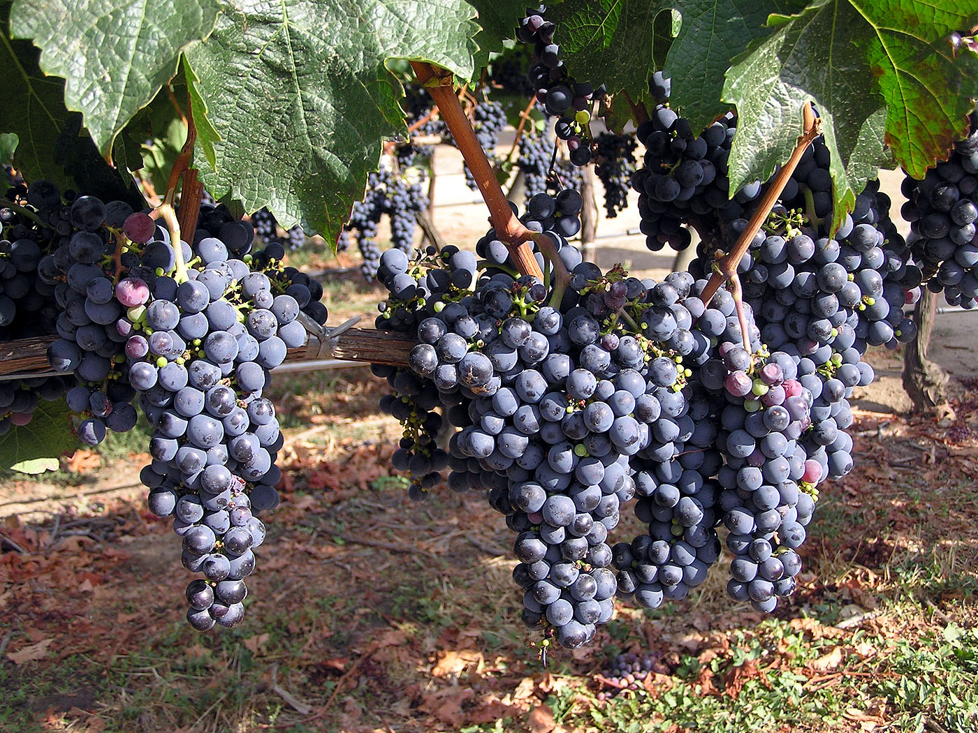 Grapes at Veramonte Vineyard, Casablanca Valley, Chile